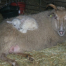 Thumbnail image for 11 Year Old Shetland Ewe Has Triplets!