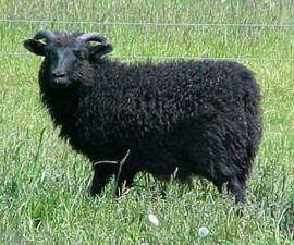 Black Shetland Ram Lamb