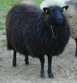 Black Shetland Ewe Lamb