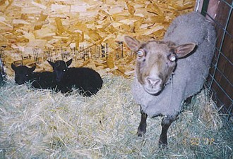 Musket Ewe With Lambs