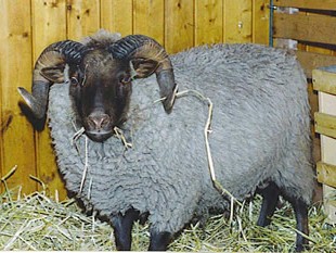 Musket Ram