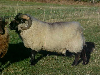 Light Grey Shetland Ram