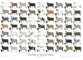 Markings in Shetland Sheep Poster