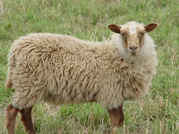 Mioget Ewe Lamb