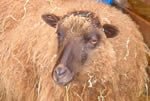 Moorit Ewe