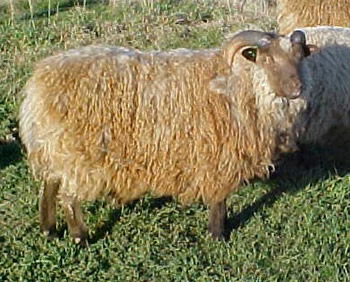 Musket Ram Lamb