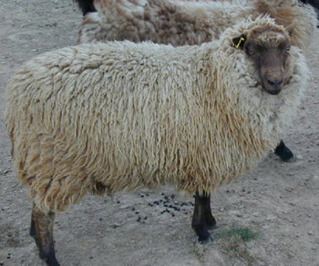 Musket Ewe Lamb