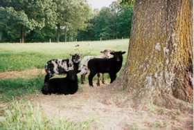 Shetland Ram Lambs