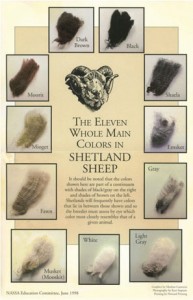 Shetland Fleece Colors Chart