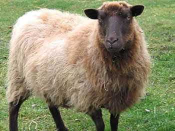 Moorit Ewe