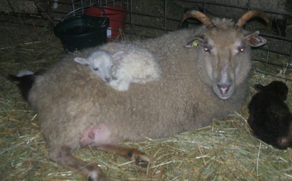 11 year old ewe Strawberry and her triplets