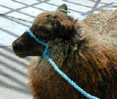 Shetland Ewe