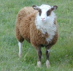 Shetland Ewe