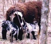 Smirslet Ewe with Lambs