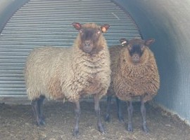 Shetland Ewes