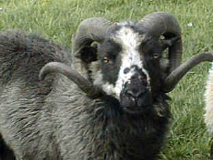 Shetland Ram