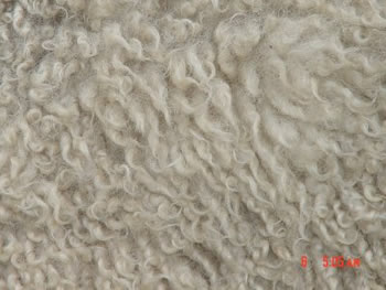 Single-Coated Fleece