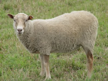 Single-Coated Ewe