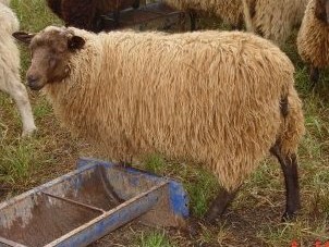 Double-Coated Ewe