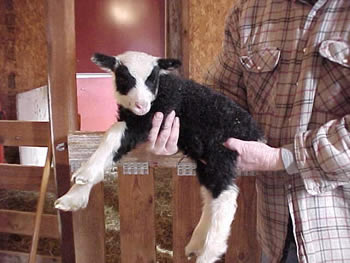 Zorro, a Sokket Yuglet Ram Lamb