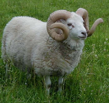 White Shetland Ram