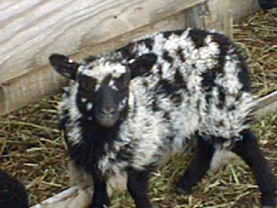 Blaget Ewe Lamb