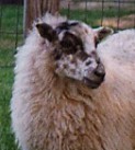 Shetland Ewe