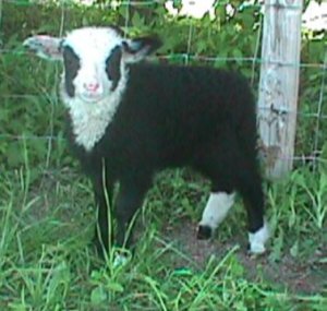 Fronet Ewe Lamb