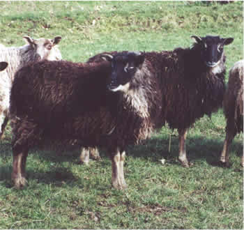 A Pair of Gulmoget Ewes