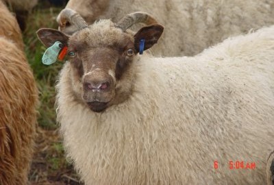 Horned Shetland Ewe