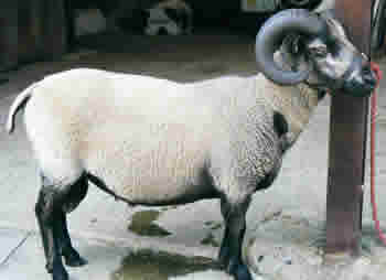 Katmoget Ram