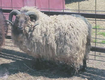 Shetland Ram