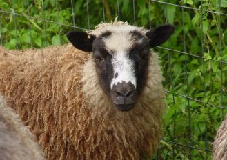 Shetland Ewe