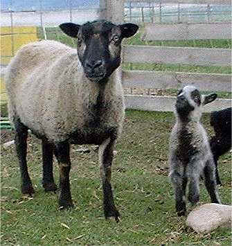 Katmoget Ewe with Lamb